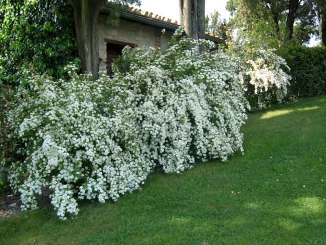 Серая спирея: особенности посадки, ухода и использования в ландшафтном дизайне