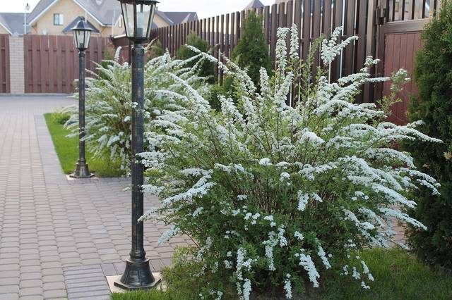 Серая спирея: особенности посадки, ухода и использования в ландшафтном дизайне