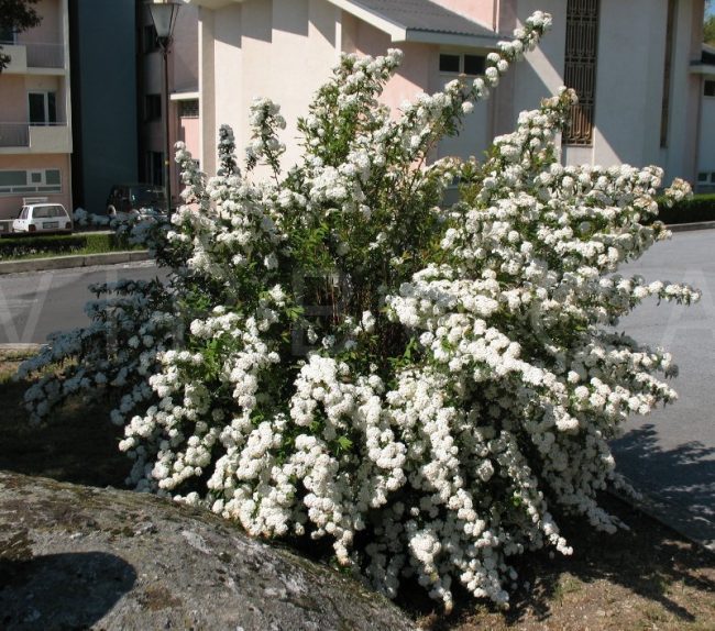 Серая спирея: особенности посадки, ухода и использования в ландшафтном дизайне