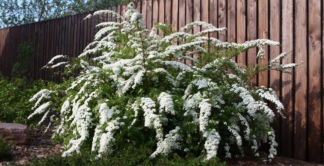 Серая спирея: особенности посадки, ухода и использования в ландшафтном дизайне