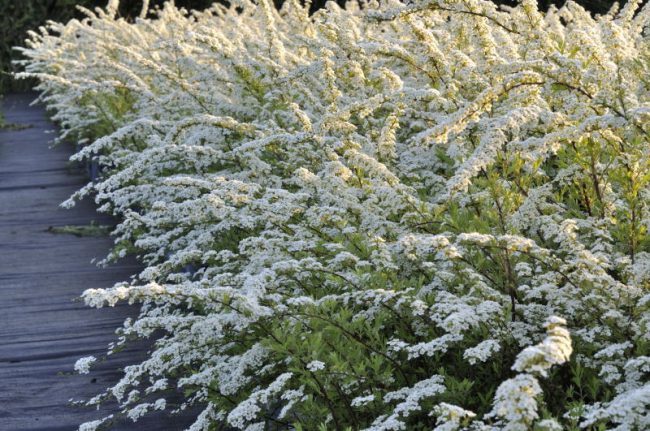 Серая спирея: особенности посадки, ухода и использования в ландшафтном дизайне