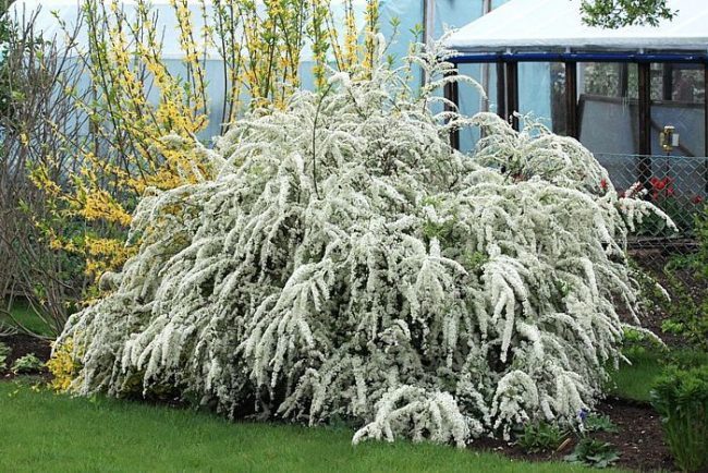 Серая спирея: особенности посадки, ухода и использования в ландшафтном дизайне