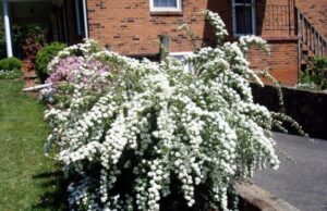 Серая спирея: особенности посадки, ухода и использования в ландшафтном дизайне