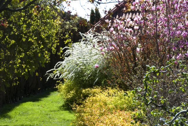 Серая спирея: особенности посадки, ухода и использования в ландшафтном дизайне