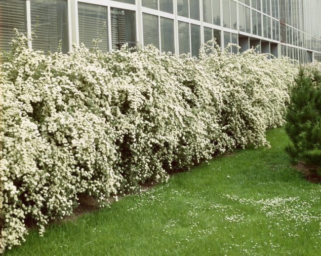 Серая спирея: особенности посадки, ухода и использования в ландшафтном дизайне