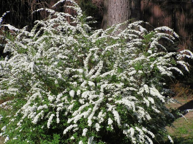 Серая спирея: особенности посадки, ухода и использования в ландшафтном дизайне