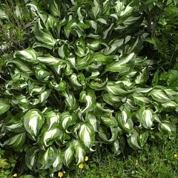 Сорта хосты в ландшафтном дизайне: виды, названия и особенности ухода