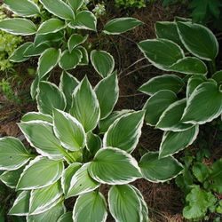 Сорта хосты в ландшафтном дизайне: виды, названия и особенности ухода