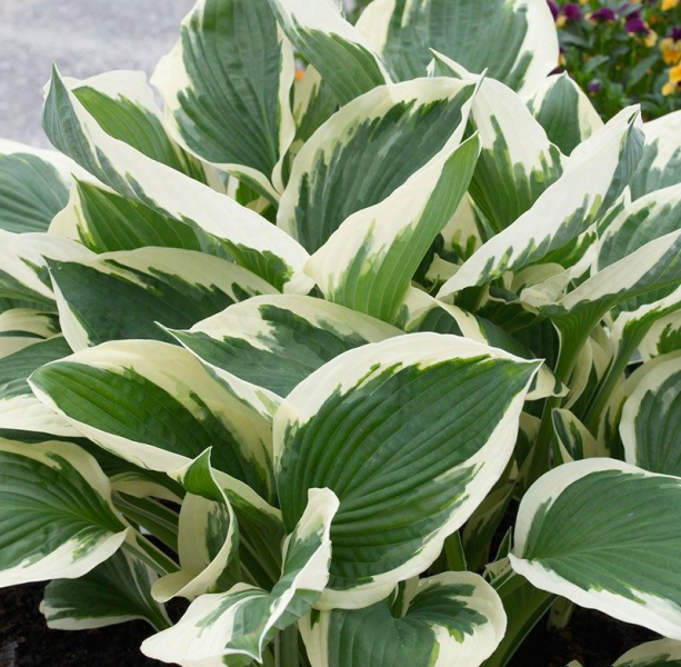 Сорта хосты в ландшафтном дизайне: виды, названия и особенности ухода