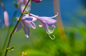 Сорта хосты в ландшафтном дизайне: виды, названия и особенности ухода