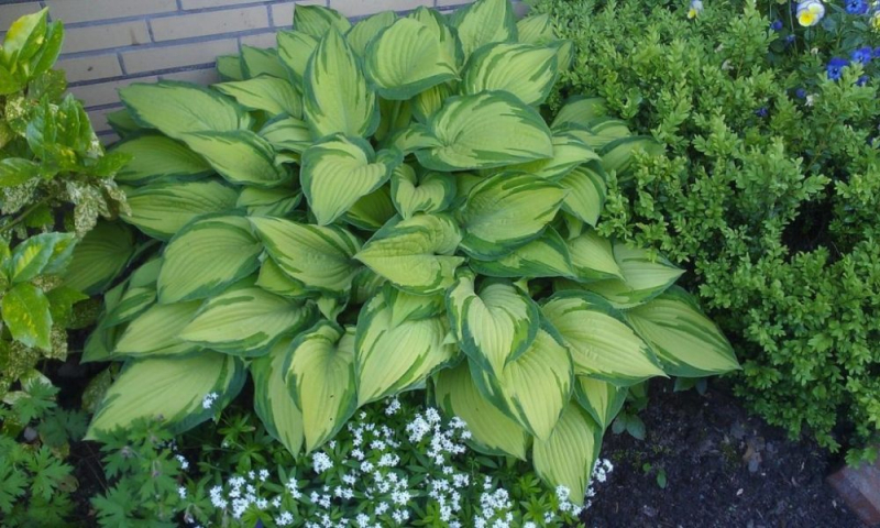 Сорта хосты в ландшафтном дизайне: виды, названия и особенности ухода