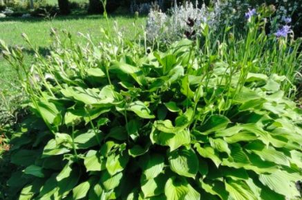 Сорта хосты в ландшафтном дизайне: виды, названия и особенности ухода