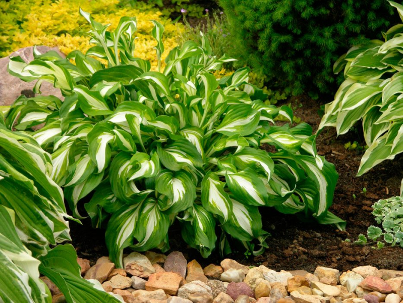 Сорта хосты в ландшафтном дизайне: виды, названия и особенности ухода