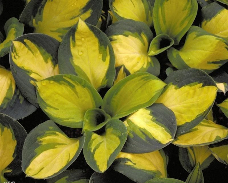 Сорта хосты в ландшафтном дизайне: виды, названия и особенности ухода