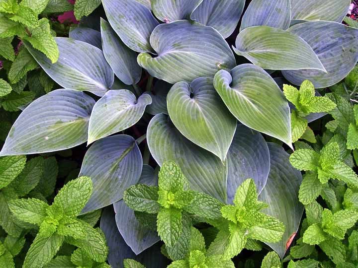 Сорта хосты в ландшафтном дизайне: виды, названия и особенности ухода