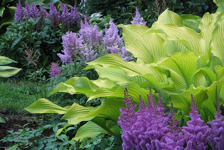 Сорта хосты в ландшафтном дизайне: виды, названия и особенности ухода