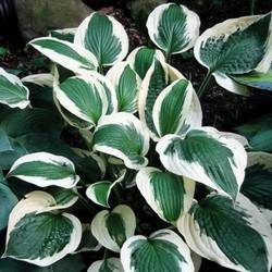 Сорта хосты в ландшафтном дизайне: виды, названия и особенности ухода