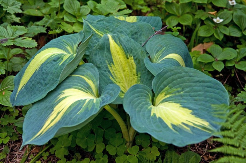 Сорта хосты в ландшафтном дизайне: виды, названия и особенности ухода