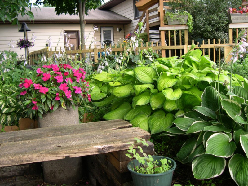 Сорта хосты в ландшафтном дизайне: виды, названия и особенности ухода