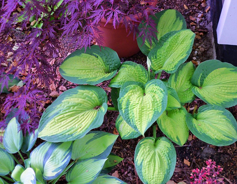 Сорта хосты в ландшафтном дизайне: виды, названия и особенности ухода