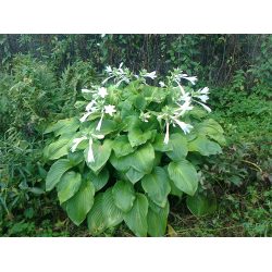 Сорта хосты в ландшафтном дизайне: виды, названия и особенности ухода