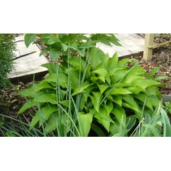 Сорта хосты в ландшафтном дизайне: виды, названия и особенности ухода