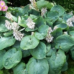 Сорта хосты в ландшафтном дизайне: виды, названия и особенности ухода