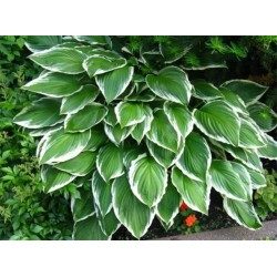 Сорта хосты в ландшафтном дизайне: виды, названия и особенности ухода