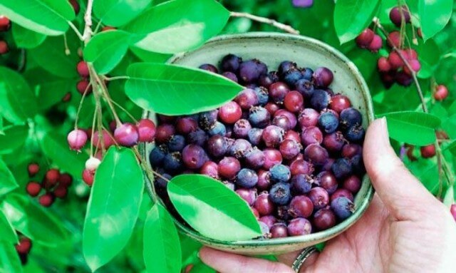 Советы по правильному выращиванию и уходу за иргой