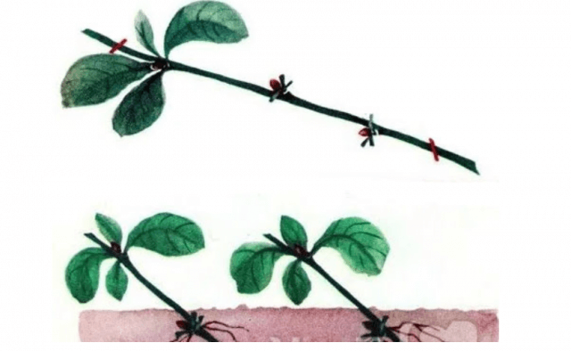 Советы по правильному выращиванию и уходу за иргой