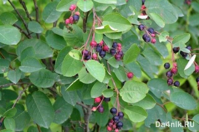 Советы по правильному выращиванию и уходу за иргой