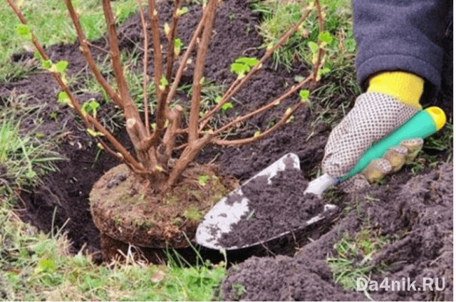 Советы по правильному выращиванию и уходу за иргой