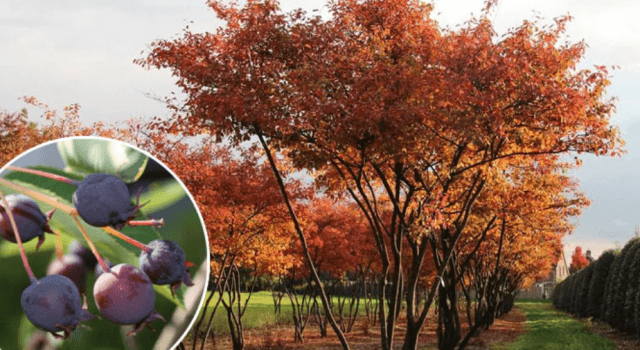 Советы по правильному выращиванию и уходу за иргой