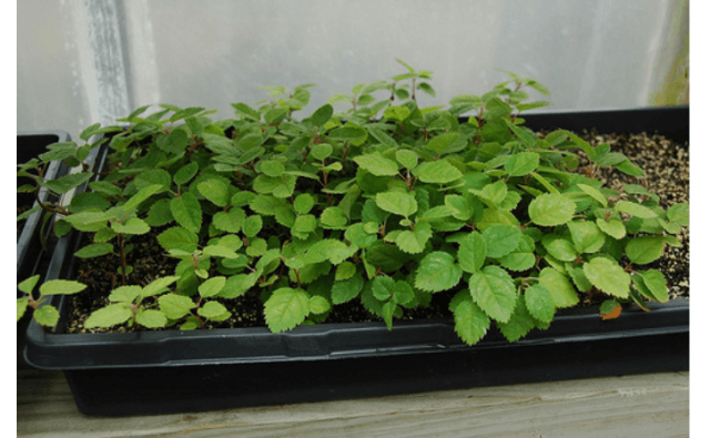 Советы по правильному выращиванию и уходу за иргой