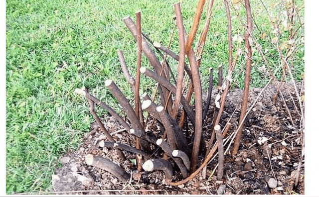 Советы по правильному выращиванию и уходу за иргой