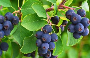 Советы по правильному выращиванию и уходу за иргой