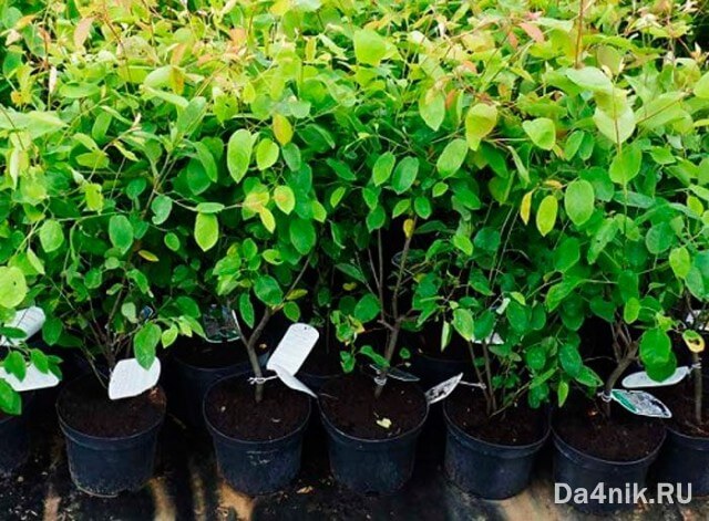 Советы по правильному выращиванию и уходу за иргой