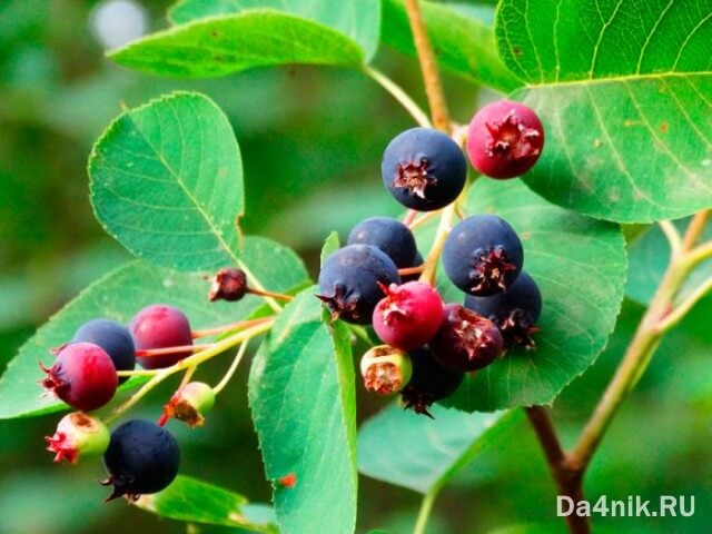 Советы по правильному выращиванию и уходу за иргой