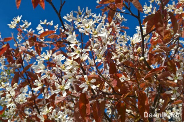 Советы по правильному выращиванию и уходу за иргой