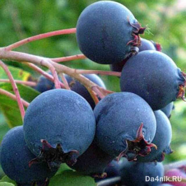 Советы по правильному выращиванию и уходу за иргой