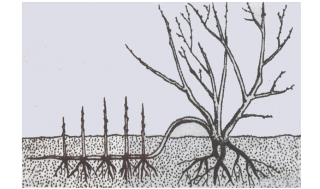 Советы по правильному выращиванию и уходу за иргой