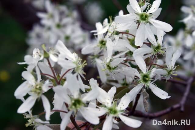 Советы по правильному выращиванию и уходу за иргой