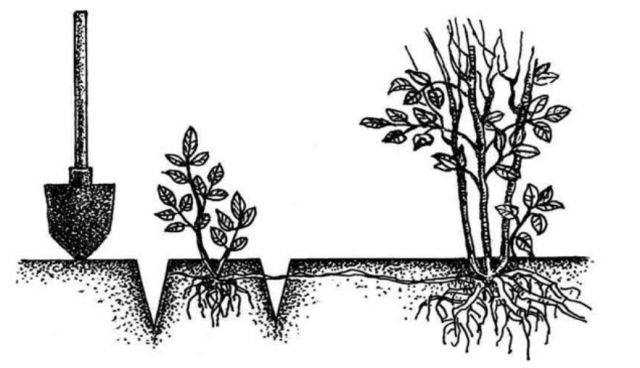 Советы по правильному выращиванию и уходу за иргой