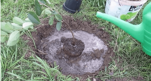 Советы по правильному выращиванию и уходу за иргой