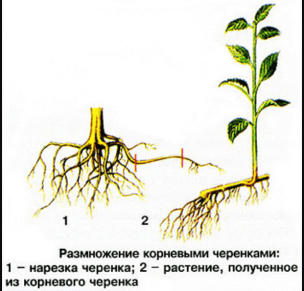 Советы по правильному выращиванию и уходу за иргой