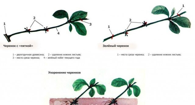 Советы по правильному выращиванию и уходу за иргой