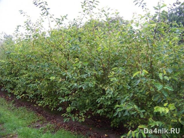 Советы по правильному выращиванию и уходу за иргой