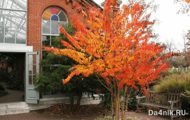 Советы по правильному выращиванию и уходу за иргой