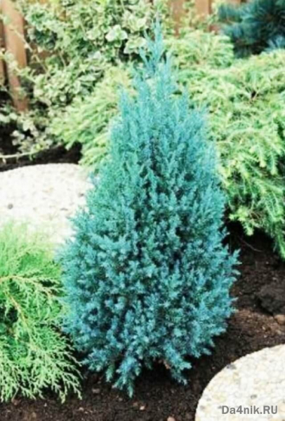 Стрижка можжевельника: когда, какая и как выполняется