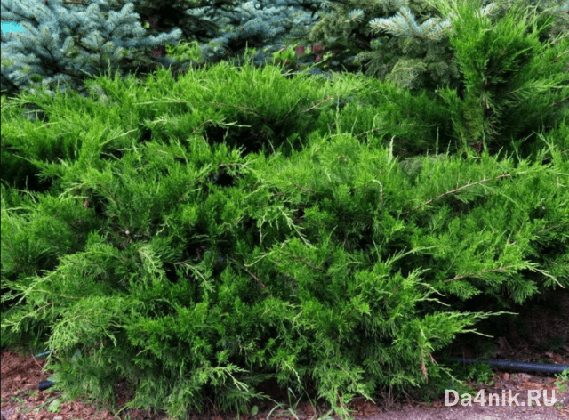 Стрижка можжевельника: когда, какая и как выполняется